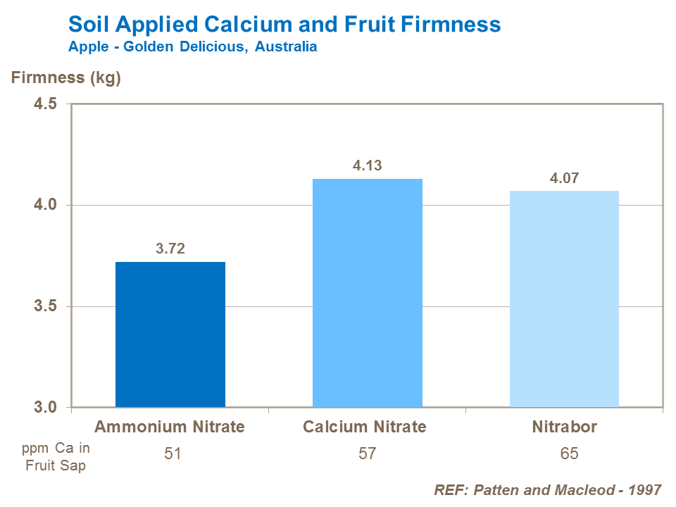 Soil applied calcium and fruit firmness apple