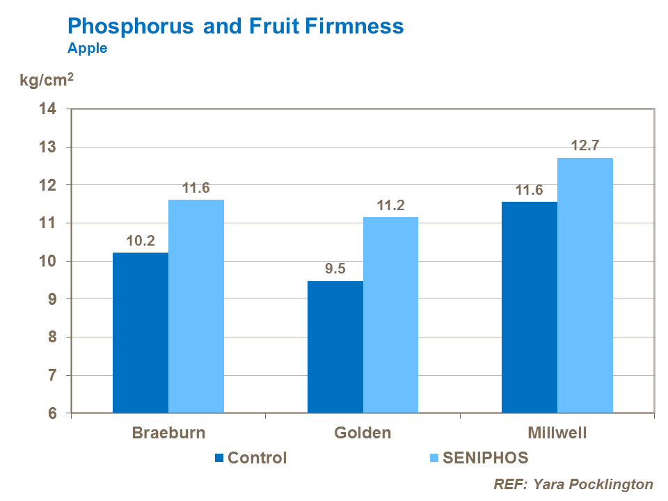 Phosphorus and apple fruit firmness