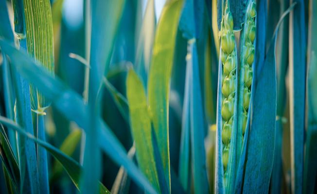 Hands holding head of wheat
