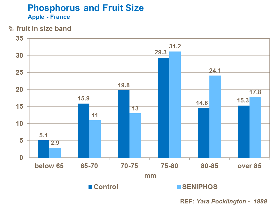 Phosphorus and fruit size France