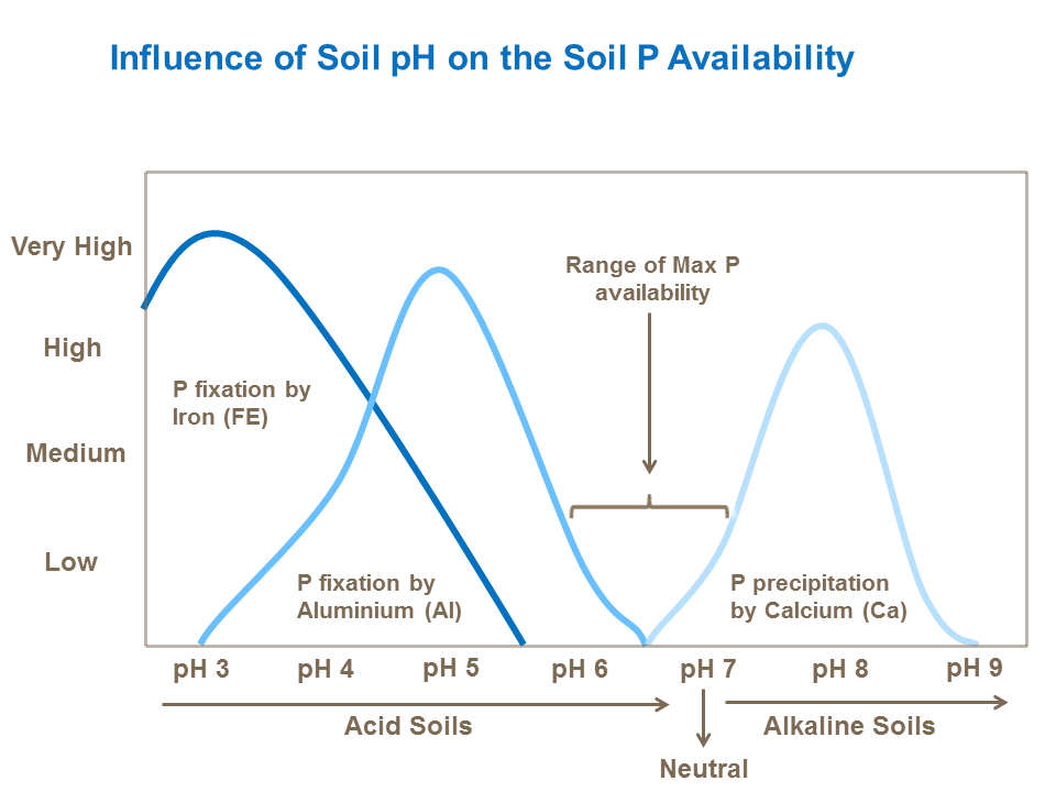 Influence of soil pH on soil P availability