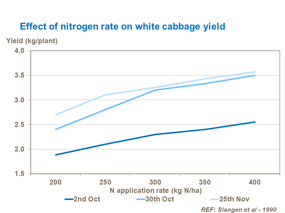 Effects of nitrogen on white cabbage
