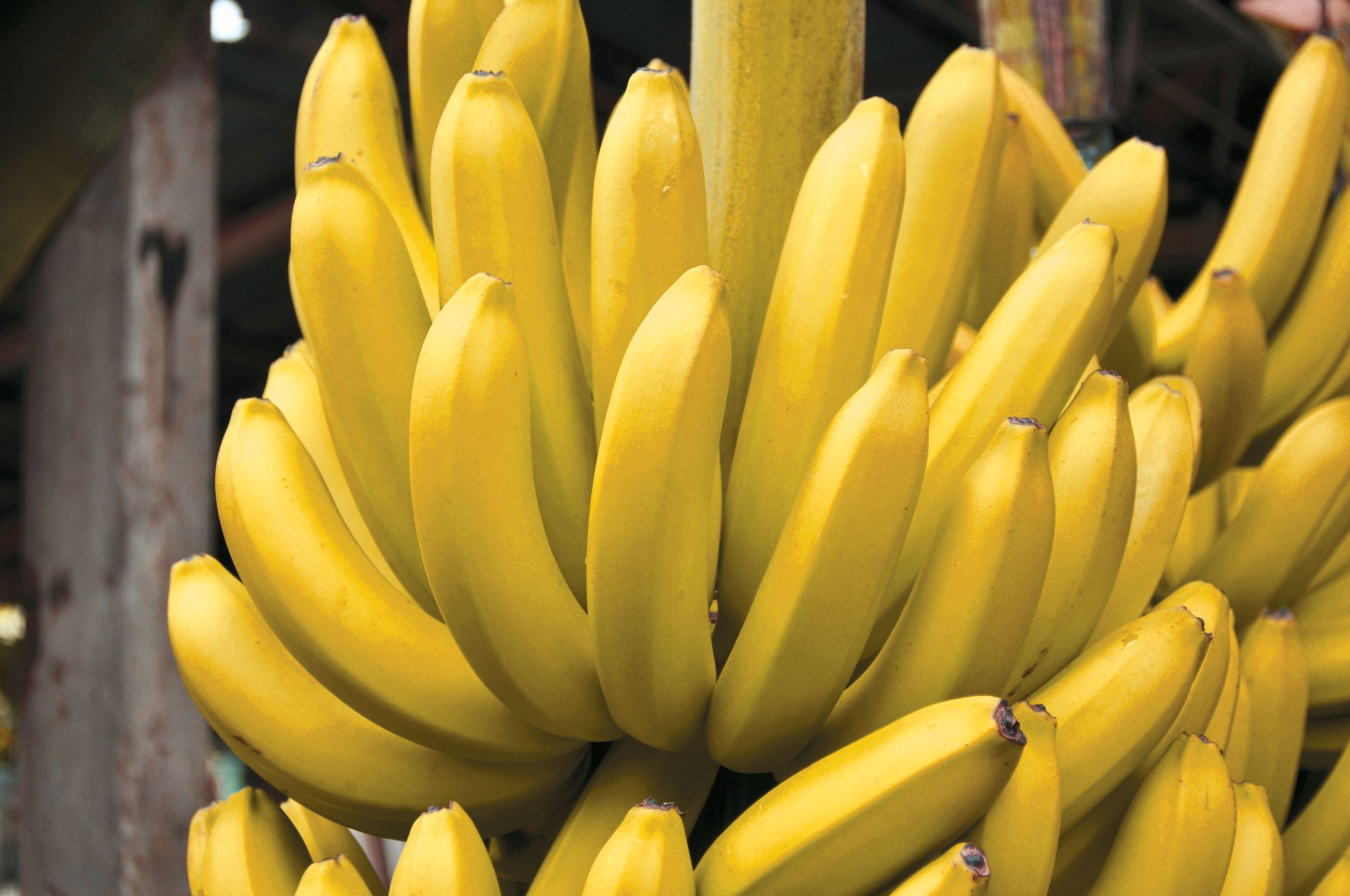 Banana crop