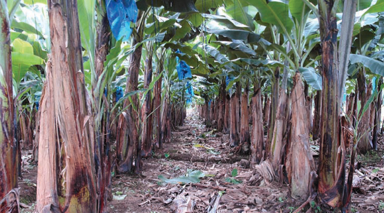 Influencing Banana Yield