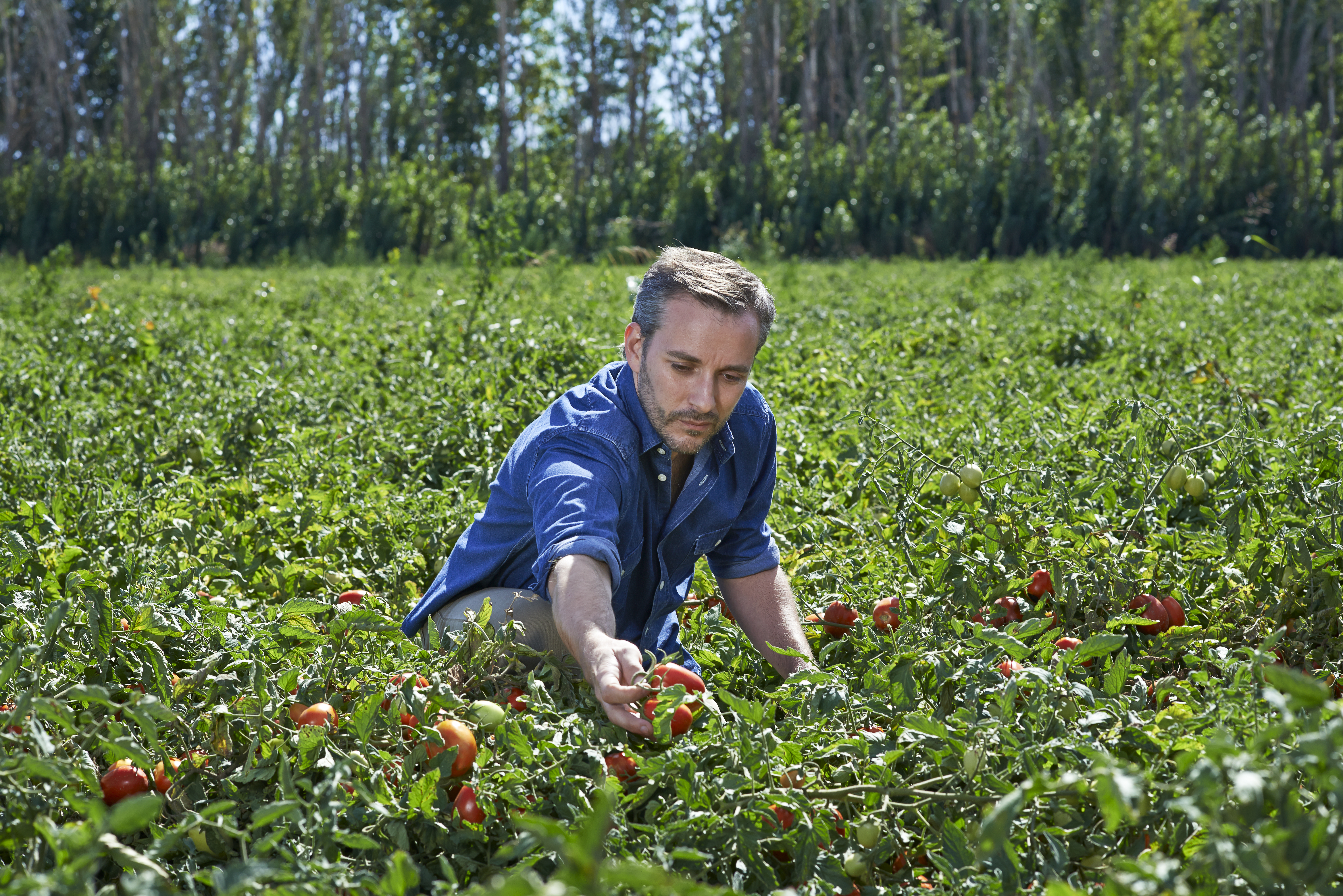 How to increase tomato yield