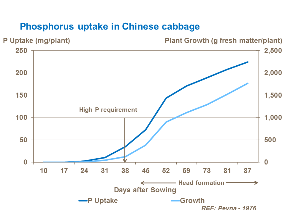 Effects of phosphorus on Chinese cabbage