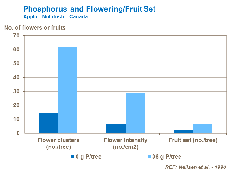 Phosphorus and flowering/ fruit set