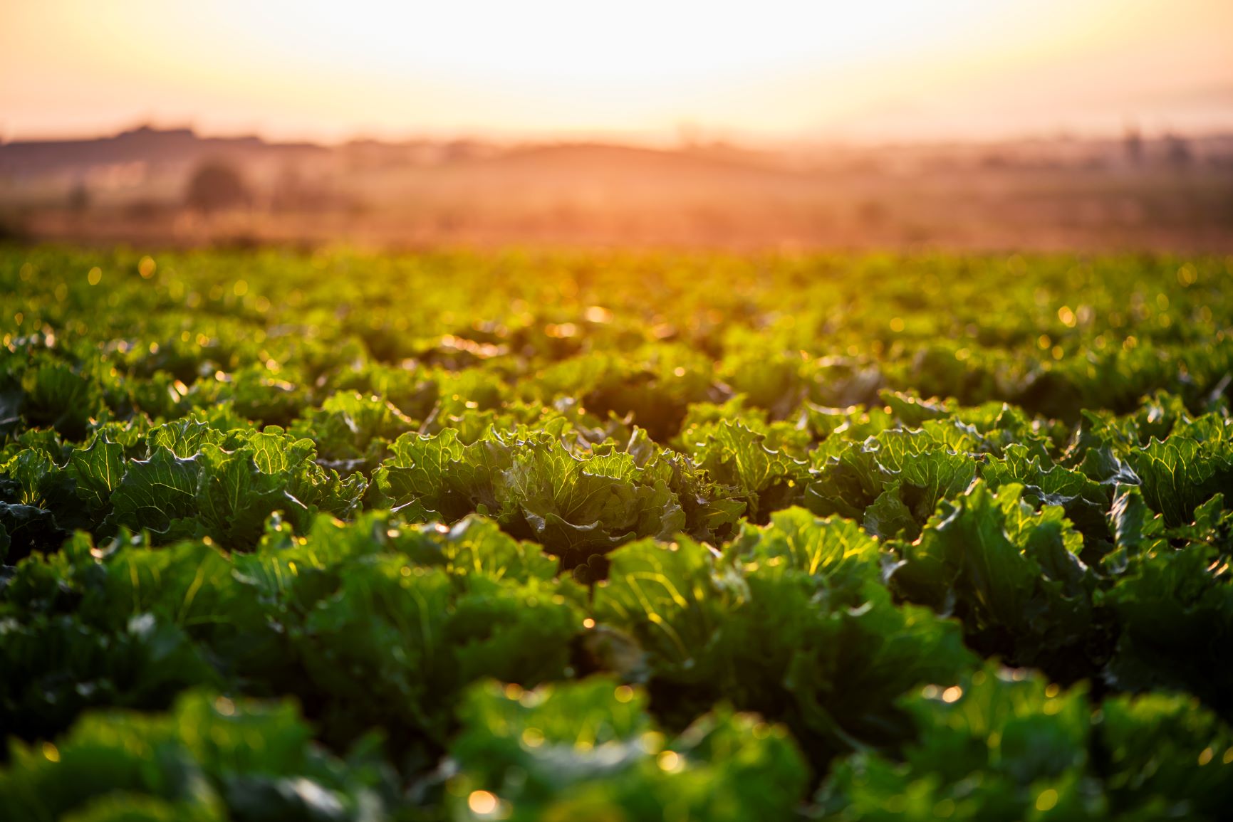 Green ammonia lettuce