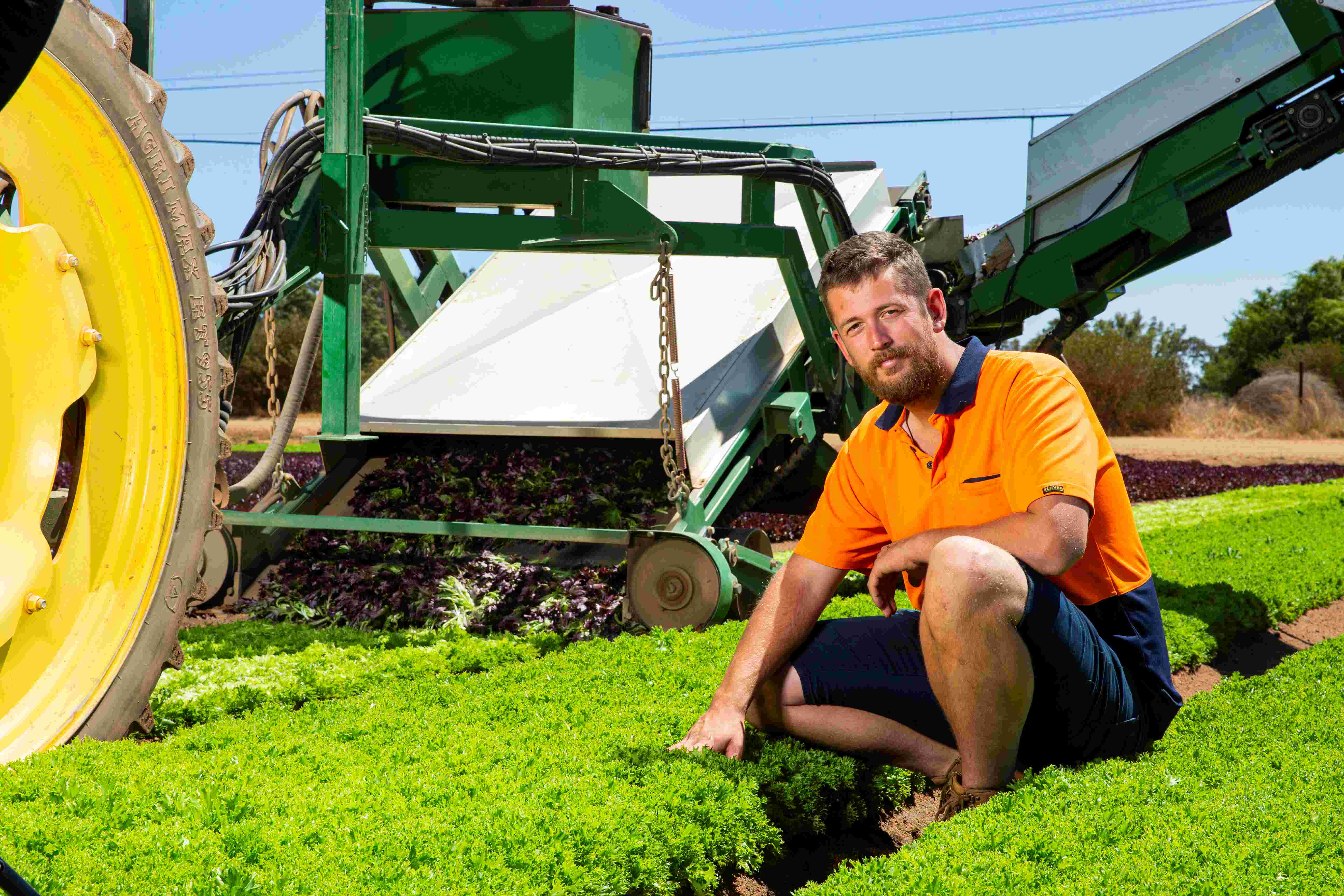 Jase Dobra Loose Leaf Lettuce Company